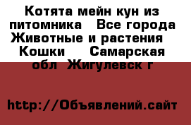 Котята мейн-кун из питомника - Все города Животные и растения » Кошки   . Самарская обл.,Жигулевск г.